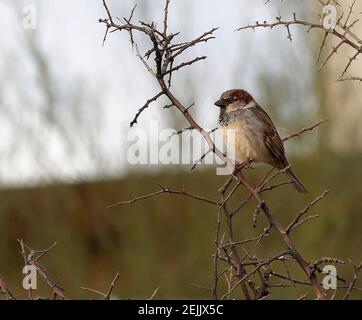 Casa Sparrow appollaiato su Tree Branch Foto Stock