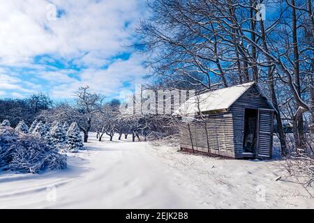 Deposito capannone alla fattoria degli alberi di natale e vecchio frutteto di mele. Foto Stock