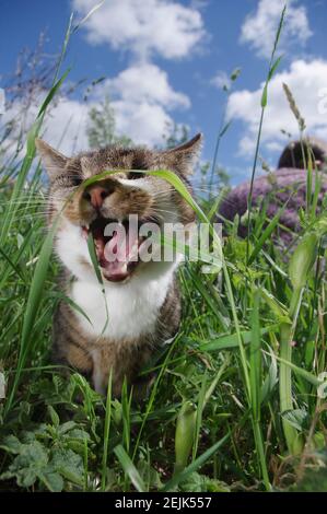 Gatto cieco che mangia erba Foto Stock
