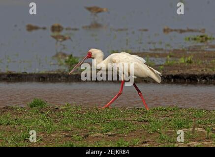 African Spoonbill (Platalea alba) Adulti camminando sulla riva del lago Lago Baringo, Kenya Novembre Foto Stock