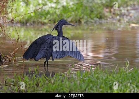 Black Heron (Egretta ardesiaca) Pesce stalking adulto in Etiopia acque poco profonde Aprile Foto Stock