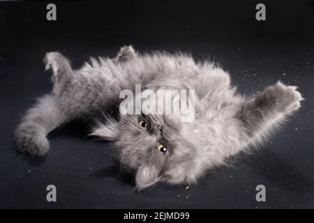 Divertente gattino grigio dai capelli lunghi che rotola sulla schiena con le zampe in aria. Foto Stock