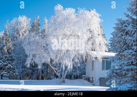 Hoar Frost sugli alberi Foto Stock