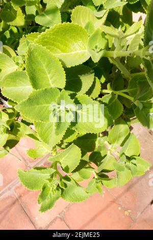 Coleus amboinicus o Plectranthus amboinicus o Mint messicani o Indiani pianta di borragine Foto Stock