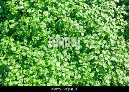 Piccole foglie verdi di sfondo naturale Foto Stock