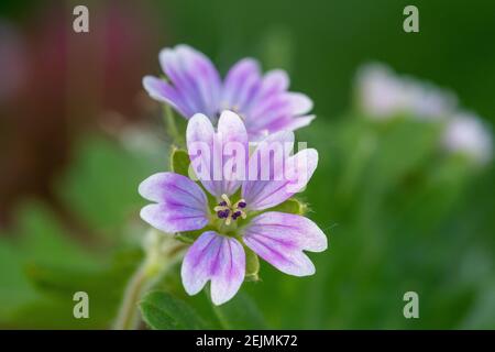 Macro shot di colombe piede geranio (geranio mollo) fiori in fiore Foto Stock