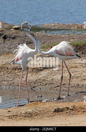 Grande Flamingo (Fenicotterus roseus) Due immature che sbattono sul bordo della laguna costiera del Kenya Novembre Foto Stock