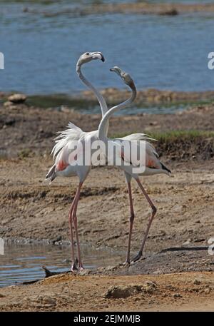 Grande Flamingo (Fenicotterus roseus) Due immature che sbattono sul bordo della laguna costiera del Kenya Novembre Foto Stock