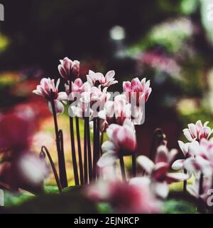 Primo piano di incredibili fiori di tulipano macchiati in fiore Foto Stock