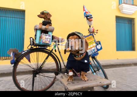 Foto divertente di due dachshund vestiti e indossati bicchieri a Cuba. Foto Stock