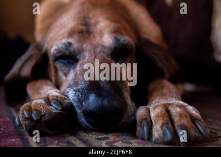 Primo piano del vecchio cane del sangue che dorme su un tappeto Foto Stock