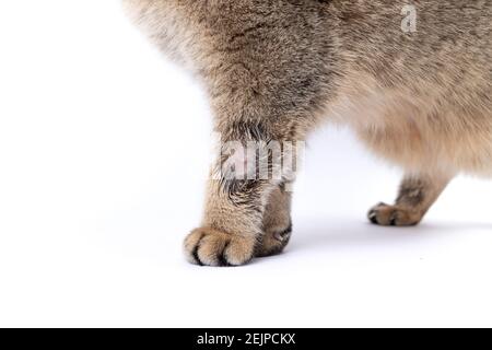 Golden Scottish Fold gatto si ammala con lichene Foto Stock