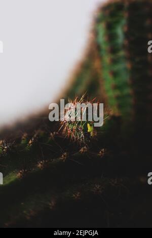 Primo piano macro cactus affilata superficie puckly con baby scion e spine Foto Stock
