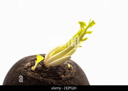 Macro texture di radice di rafano nero con germogli verdi Foto Stock
