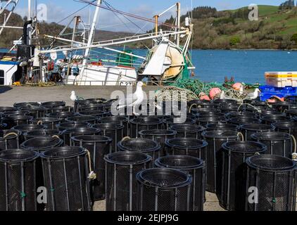 Aringa Gull Larus argentatus in pieno piumaggio adulto in piedi Vasi di gamberi Foto Stock