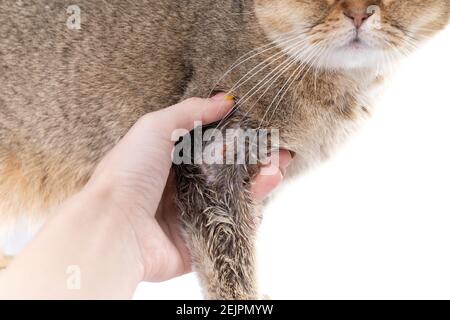 Golden Scottish Fold gatto si è ammalato con lichene e proprietario mano Foto Stock