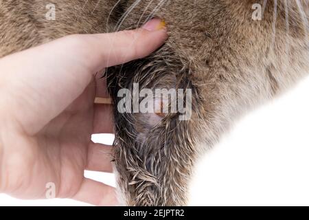 Golden Scottish Fold gatto si è ammalato con lichene e proprietario mano Foto Stock