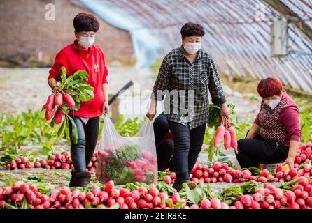 Gli agricoltori raccolgono le carote in una fattoria nel distretto di Yuquan, città di Hohhot, regione autonoma della Mongolia interna della Cina del nord, il 3 marzo 2020.