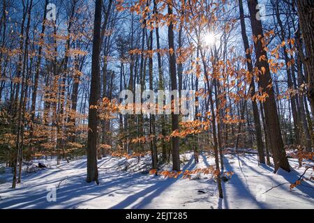 Colore vivace delle foglie di quercia dopo una nevicata nel primo inverno nella foresta. Foto Stock