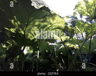 Foglie giganti della pianta di Gunnera Foto Stock