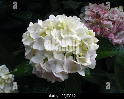 primo piano di idrangea bianca pura in piena fioritura Foto Stock