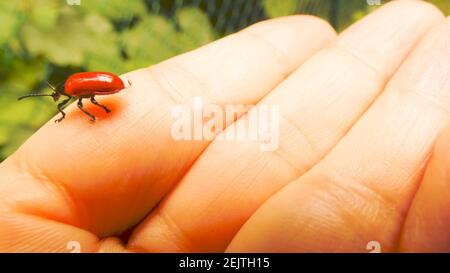 Ladybug su mano donna sfondo immagine immagine banner modello di sfondo Foto Stock