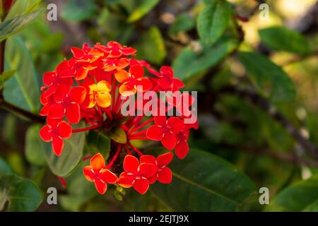 Fiori di lantana rosso e giallo in Jaco tropicale, Costa Rica. Foto Stock