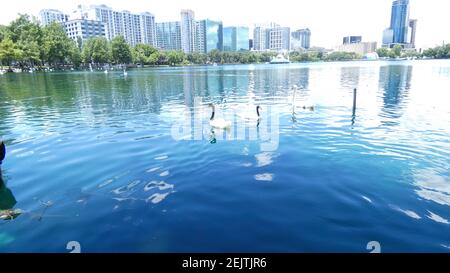 Swans nuotare sul lago Eola Park Orlando Florida immagine Modello di sfondo Foto Stock