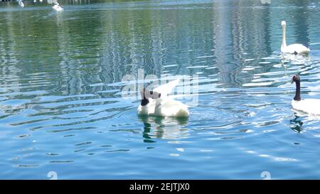 Swans nuotare sul lago Eola Park Orlando Florida immagine Modello di sfondo Foto Stock