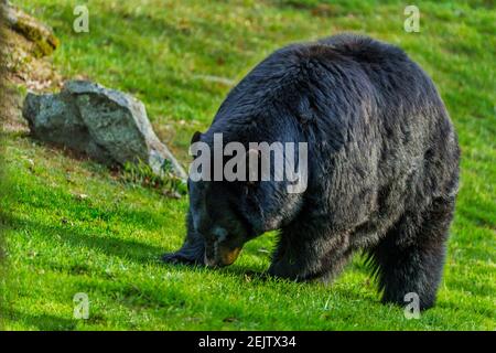 Un orso nero americano affonda le radici nell'erba per gli insetti a Grandfather Mountain, parte delle Blue Ridge Mountains del North Carolina. Foto Stock