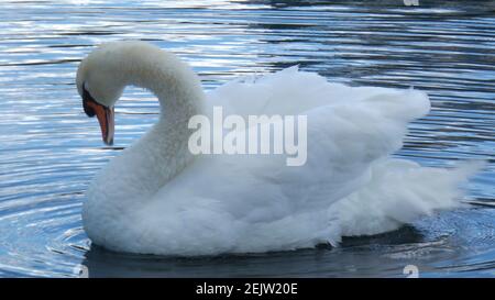 White Swan nuotare sul lago Eola Park Orlando Florida Picture Modello sfondo immagine Foto Stock