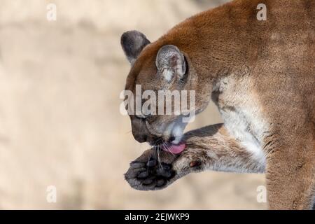 Il cougar Puma concolor animale nativo americano conosciuto ha