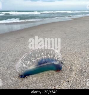 Una medusa portoghese uomo o guerra che si trova su una spiaggia dell'Oceano Atlantico in Florida. Foto Stock
