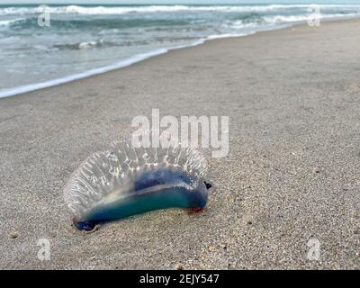 Una medusa portoghese uomo o guerra che si trova su una spiaggia dell'Oceano Atlantico in Florida. Foto Stock
