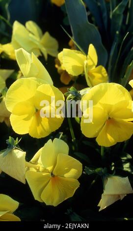 PRIMA PIANA DI FIOR DI VIOLA GIALLI DA GIARDINO (VIOLA X WITTROCKIANA) AUSTRALIA. Foto Stock