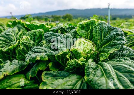 Cavoli agricoli teste in campo. Foto Stock