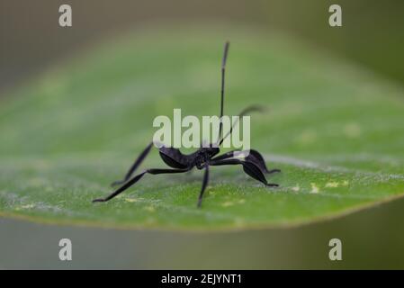 Cova Bug con piede di foglia, famiglia Coreidae, su foglia, Klungkung, Bali, Indonesia Foto Stock