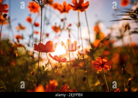 Un bel fiore di cosmo sotto il cielo blu. Foto Stock