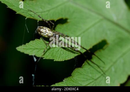 Tylorida Spider, Tylorida ventralis, su foglia, Klungkung, Bali, Indonesia Foto Stock
