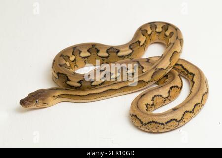 serpente di pitone reticolato con tigre di platino Foto Stock