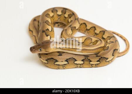serpente di pitone reticolato con tigre di platino Foto Stock