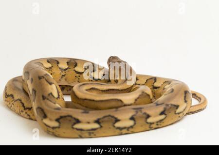 serpente di pitone reticolato con tigre di platino Foto Stock