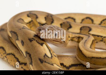 serpente di pitone reticolato con tigre di platino Foto Stock