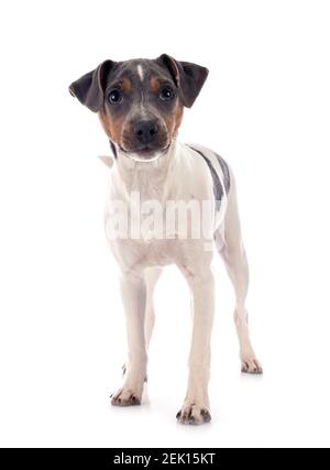 Terrier brasiliano di fronte a uno sfondo bianco Foto Stock
