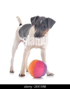 Terrier brasiliano di fronte a uno sfondo bianco Foto Stock