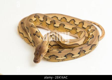 serpente di pitone reticolato con tigre di platino Foto Stock