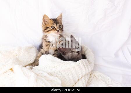 Due gattini piccoli su sciarpa bianca lavorata a maglia. Due gatti che si coccolano e si abbracciano. Animale domestico. Foto Stock