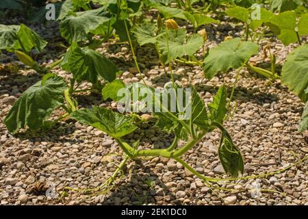 Una pianta di zucca che cresce in Friuli-Venezia Giulia, nel nord-est dell'Italia Foto Stock