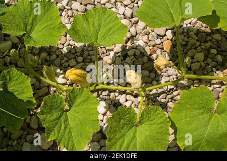 Una pianta di zucca che cresce in Friuli-Venezia Giulia, nel nord-est dell'Italia Foto Stock