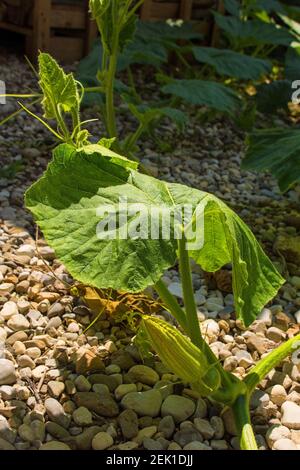 Una pianta di zucca che cresce in Friuli-Venezia Giulia, nel nord-est dell'Italia Foto Stock